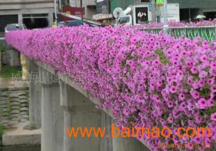 立體綠化產(chǎn)品 花盆、花架、花柱與花墻的多彩世界