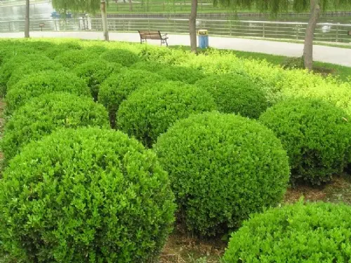 從河北苗圃到南洼苗圃 探索京津冀園林綠化產(chǎn)業(yè)鏈發(fā)展圖景