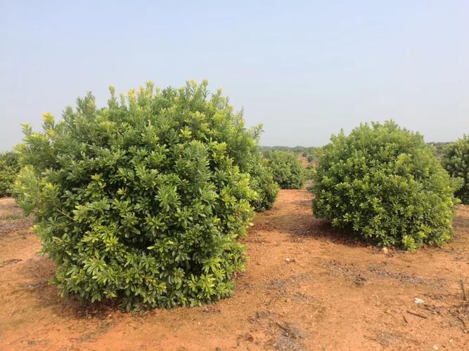 楊梅種植新選擇 九江綠世紀(jì)園林的綠化供應(yīng)信息分析